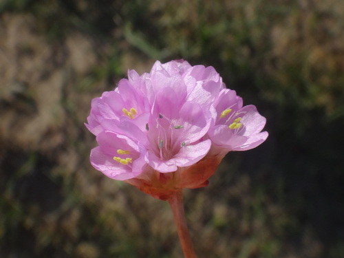 Sea Thrift