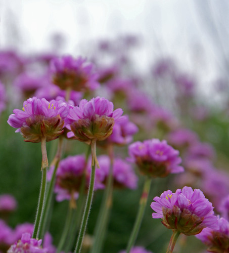Sea Thrift