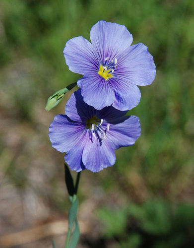 Lewis flax