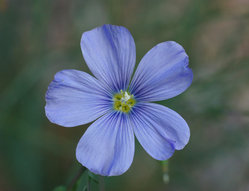Lewis flax