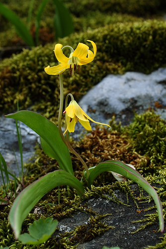 Glacier Lily