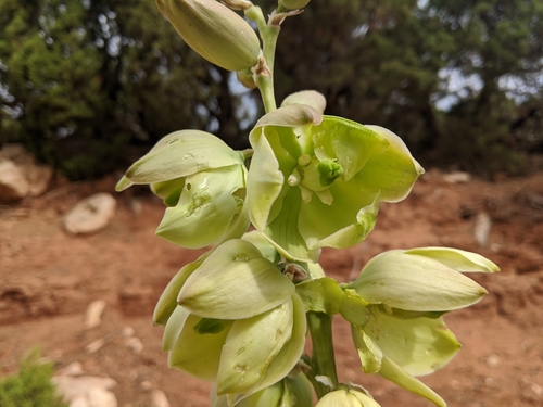 Great Plains yucca