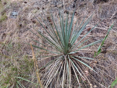 Great Plains yucca