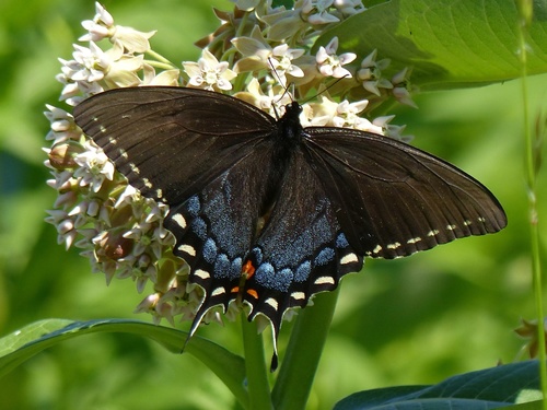 Eastern Tiger Swallowtail