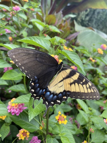 Eastern Tiger Swallowtail