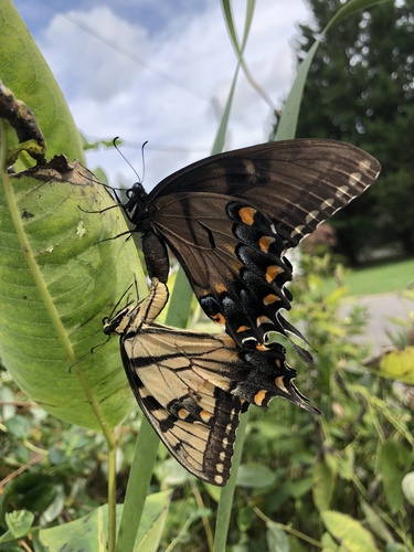 Eastern Tiger Swallowtail