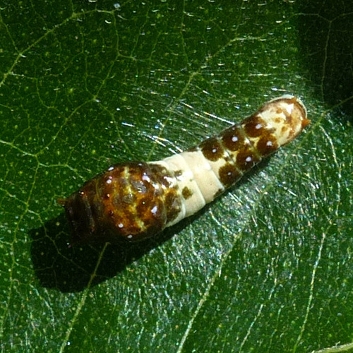 Eastern Tiger Swallowtail