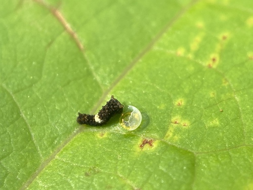 Eastern Tiger Swallowtail