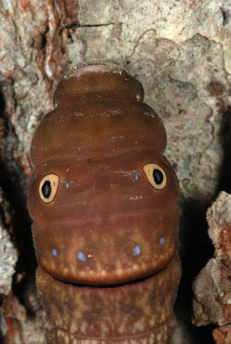 Eastern Tiger Swallowtail