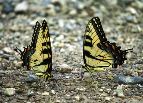 Eastern Tiger Swallowtail