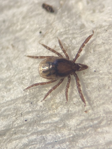 Eastern Black-legged Tick