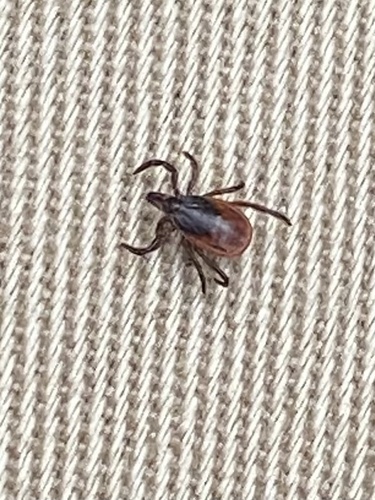 Eastern Black-legged Tick