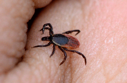 Eastern Black-legged Tick