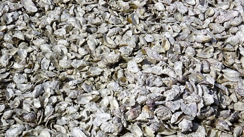 Pacific Oyster