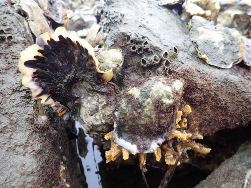 Pacific Oyster
