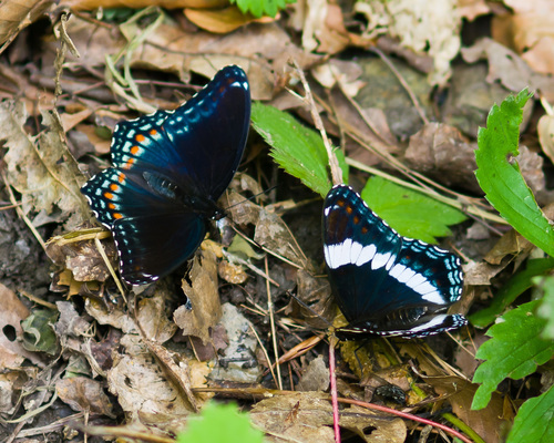 Red-spotted Admiral