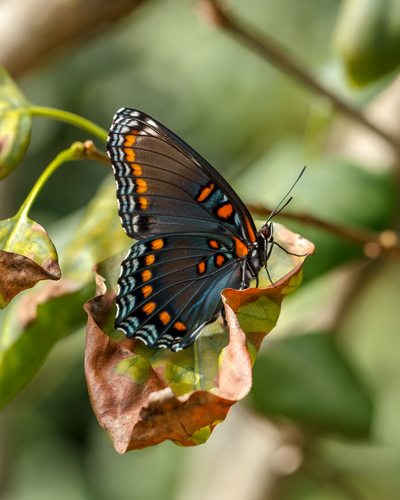 Red-spotted Admiral