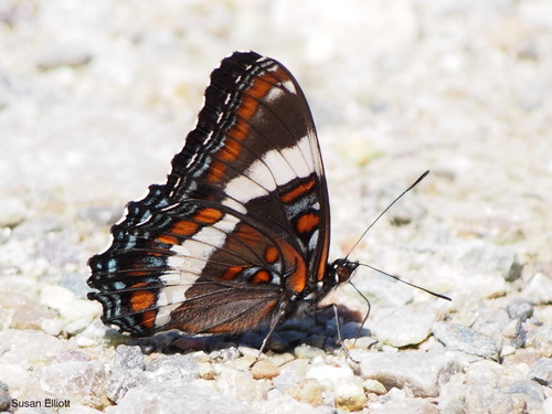 Red-spotted Admiral