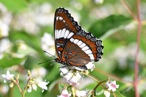 Red-spotted Admiral