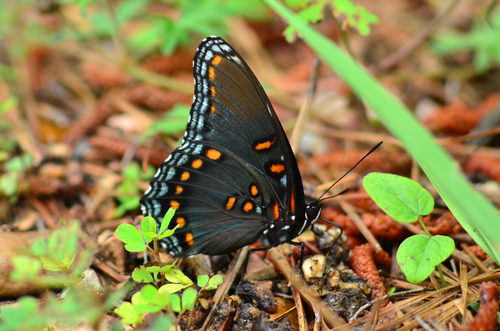 Red-spotted Admiral