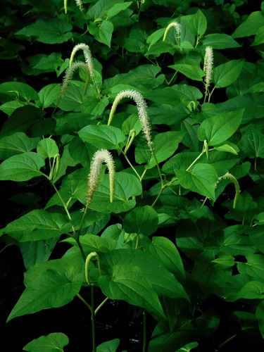 lizard's tail