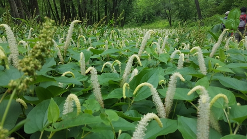 lizard's tail