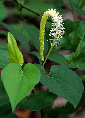 lizard's tail