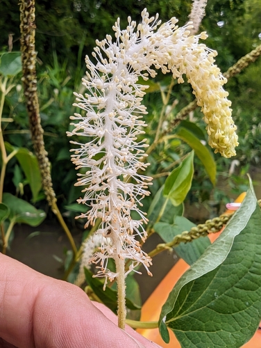 lizard's tail