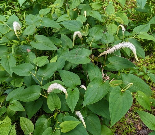 lizard's tail
