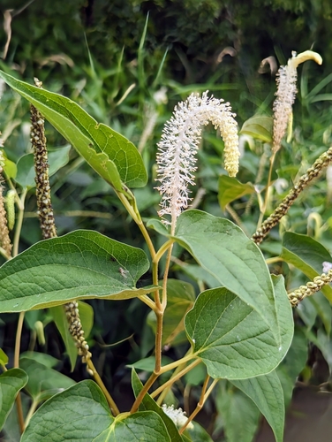 lizard's tail