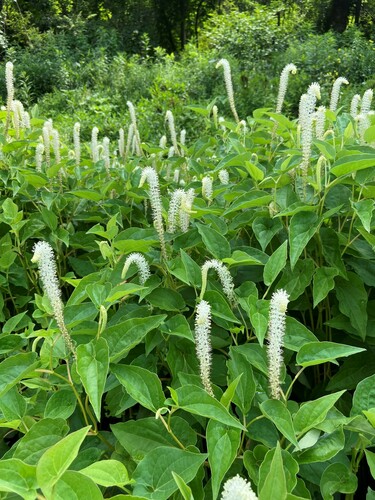 lizard's tail