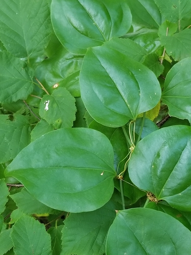 roundleaf greenbrier