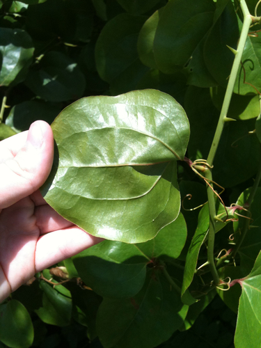 roundleaf greenbrier