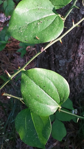 roundleaf greenbrier