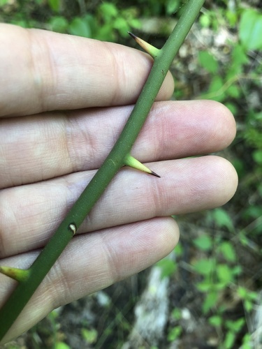 roundleaf greenbrier