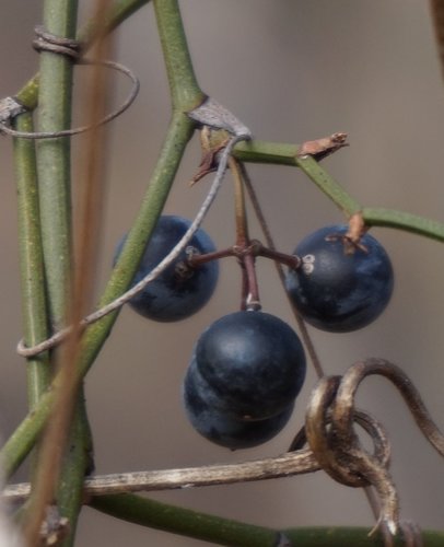 roundleaf greenbrier