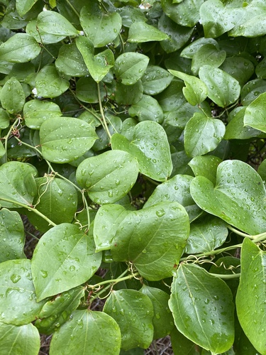 roundleaf greenbrier