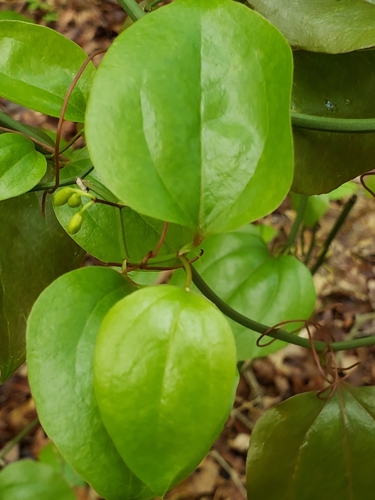roundleaf greenbrier