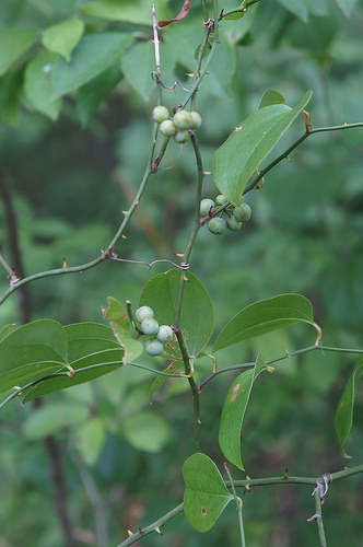 roundleaf greenbrier