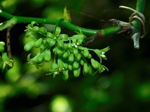 roundleaf greenbrier