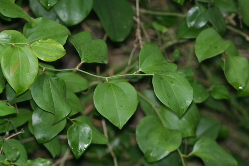 roundleaf greenbrier