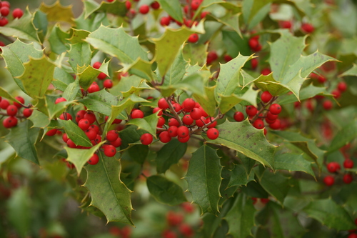 American holly