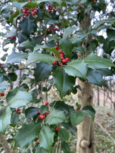 American holly