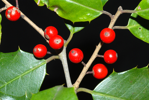 American holly