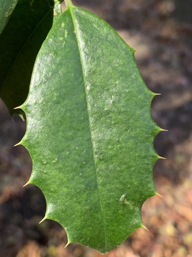 American holly