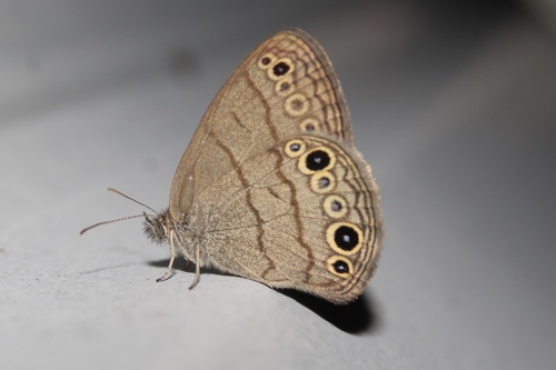 Carolina Satyr