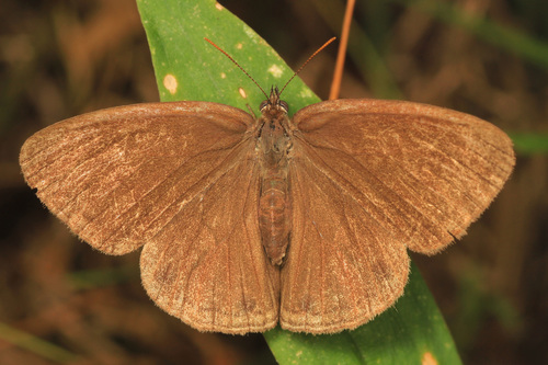 Carolina Satyr