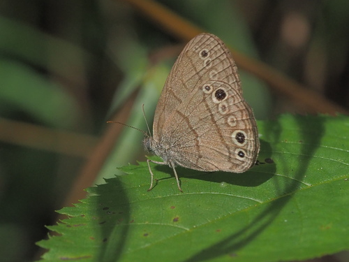 Carolina Satyr