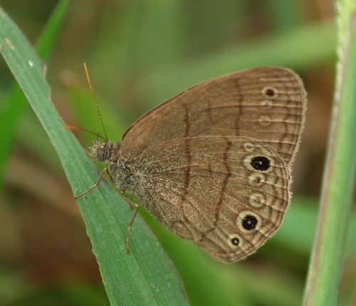 Carolina Satyr