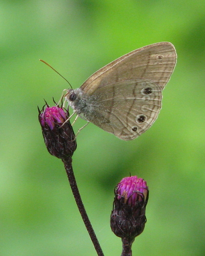 Carolina Satyr